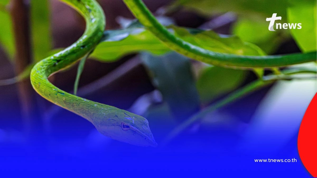 ทำไมงูชอบเข้าบ้าน มี 5 สาเหตุหลักที่คุณอาจเผลอสร้างไว้