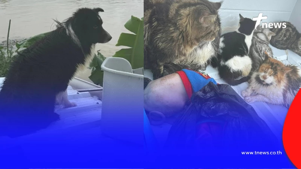 เจ้าของอัพเดตล่าสุด หลังติดบนหลังคา พร้อมหมา - แมว กว่า 20 ชีวิต