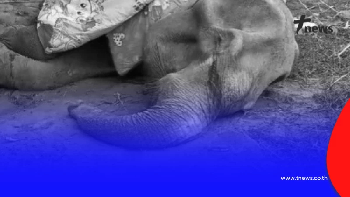 อาลัยตำนานช้าง "พังยายมีสิทธิ์" สิ้นลมอย่างสงบในวัย 83 ปี