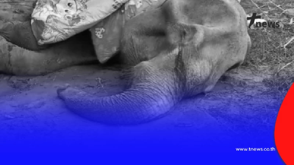 อาลัยตำนานช้าง "พังยายมีสิทธิ์" สิ้นลมอย่างสงบในวัย 83 ปี