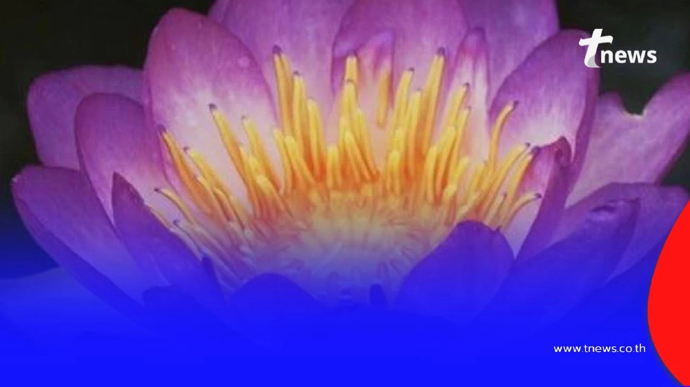 เจาะลึก ดอกไม้ในพระนามาภิไธย 7 ชนิด เพื่อเป็นการเฉลิมพระเกียรติ