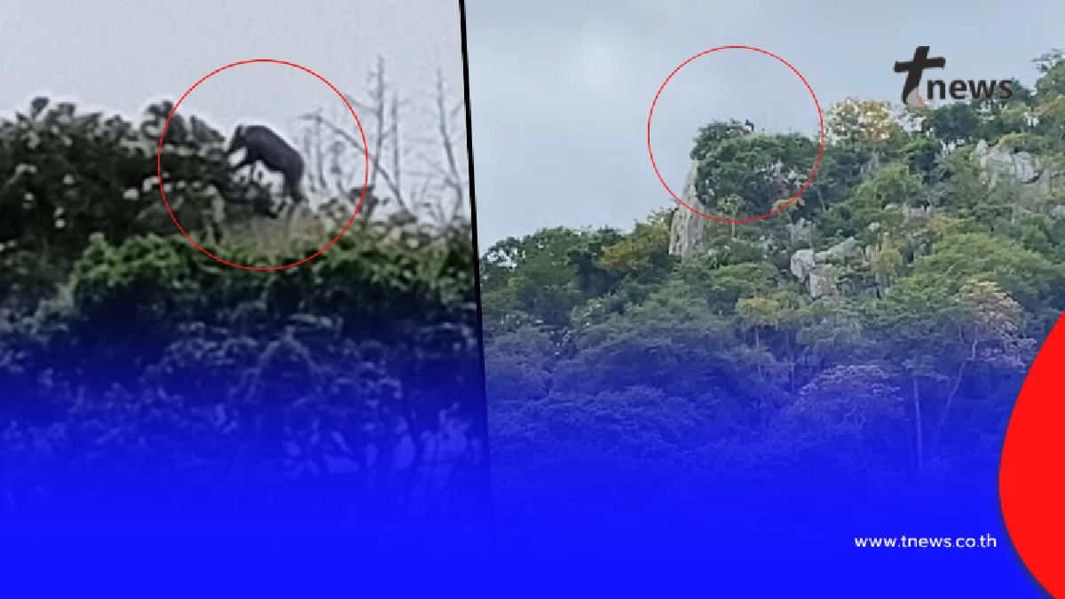 เป็นบุญตา รู้แล้วคือตัวอะไร โผล่บนยอดเขา ชาวเน็ตบอก คุณโชคดีมาก