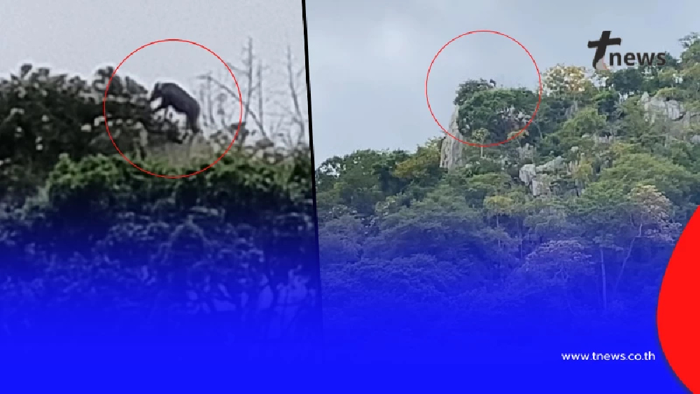 เป็นบุญตา รู้แล้วคือตัวอะไร โผล่บนยอดเขา ชาวเน็ตบอก คุณโชคดีมาก