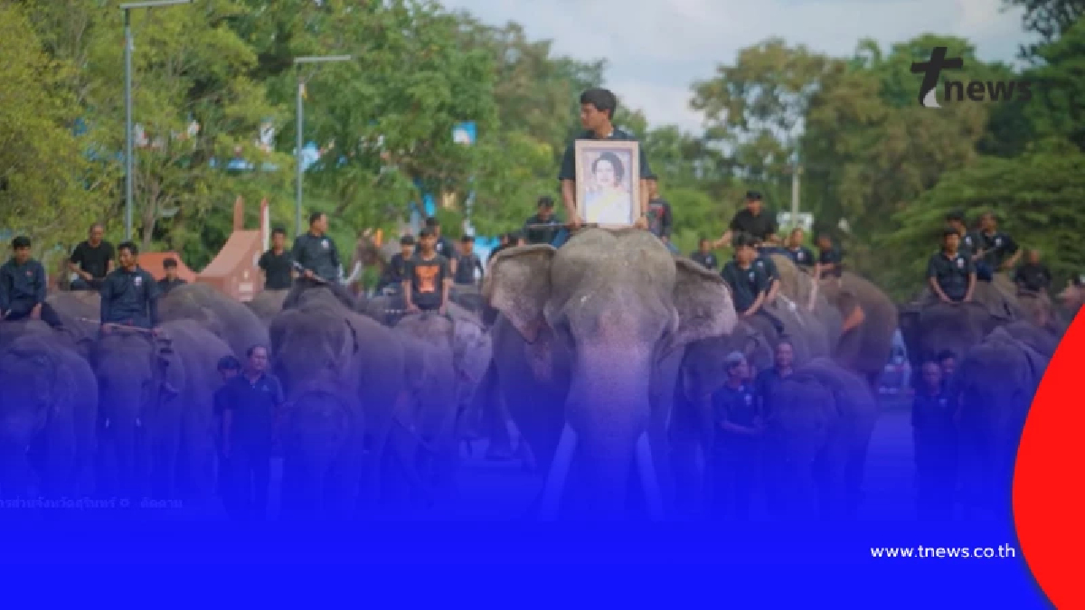 มหัศจรรย์ช้างสุรินทร์ กว่า 300 เชือก ร่วมถวายอาลัยแม่ของแผ่นดิน