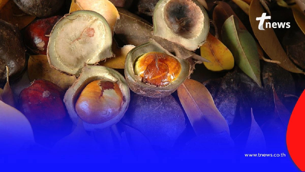 อย่ามองข้าม กินลูกเนียงดิบมากเกินไป เสี่ยงไตวายถึงชีวิต