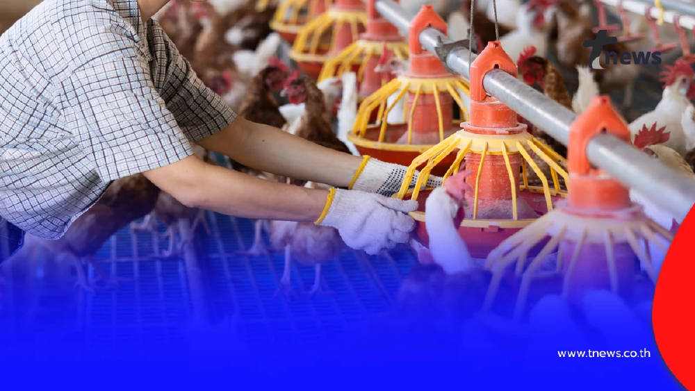 ผู้บริโภคยิ้ม แต่เกษตรกรเครียด ราคาไข่ไก่ร่วงต่อเนื่อง