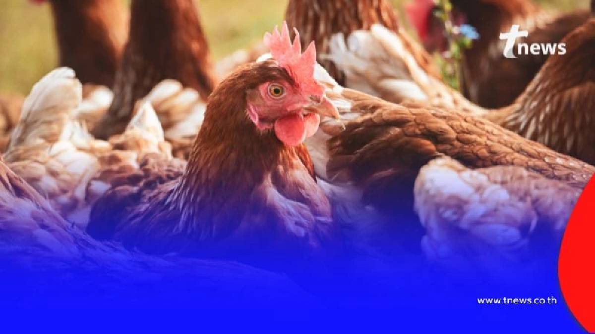 ปศุสัตว์เด็ดขาด ชะลอการนำเข้า "สัตว์ปีก-ซากสัตว์ปีก" จากกัมพูชา 90 วัน สกัดไข้หวัดนก H5N1
