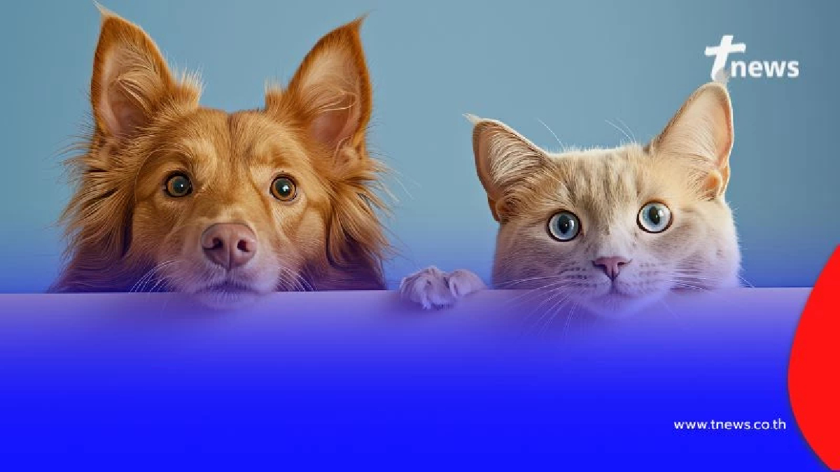 เจ้าของหมา-แมว ควรรู้ ต้องจดทะเบียน ภายใน 10 ม.ค. 69 เท่านั้น