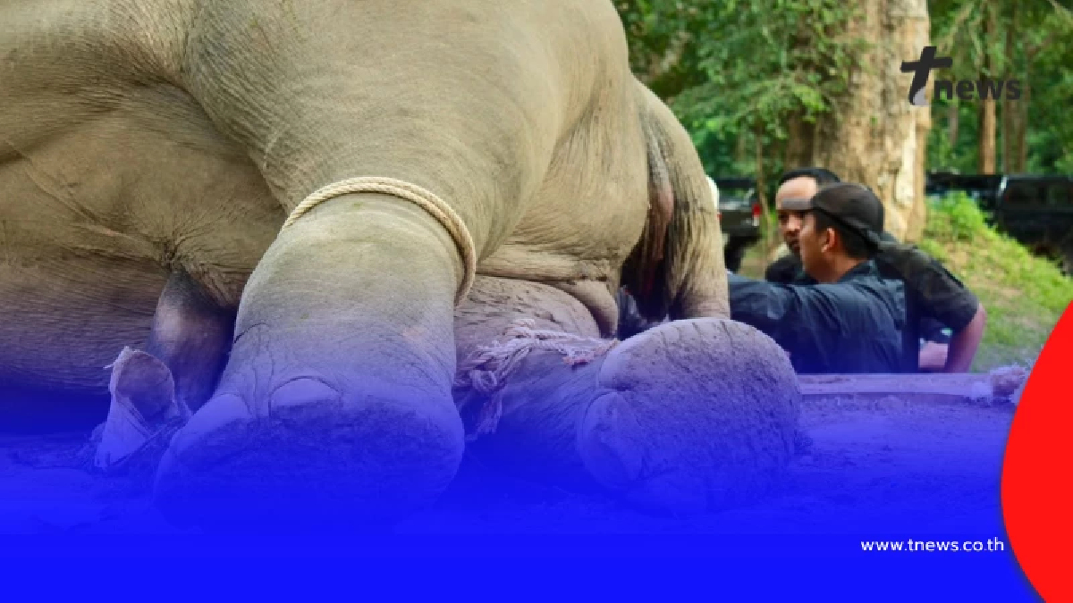 เศร้าอีก“ช้างป่า”แก่งกระจานถูกไฟช็อตดับสลด เร่งหาพยานหลักฐาน