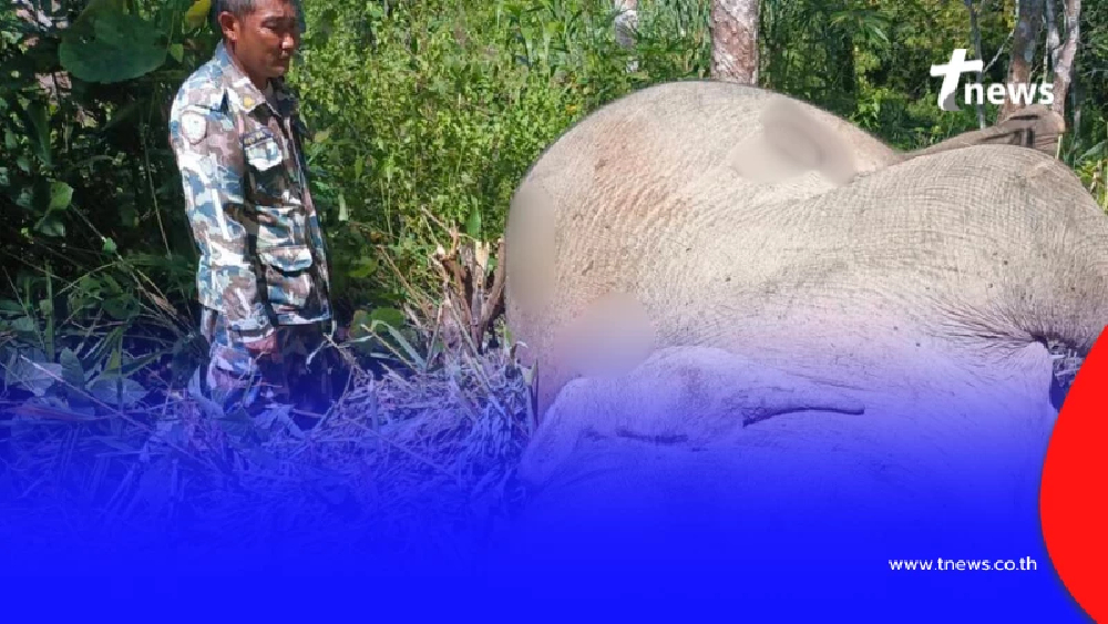 สลดหนัก ช้างป่าตัวเมียล้มกลางอุทยาน เจอร่องรอยกว่า 20 จุด