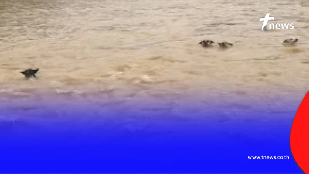 น้ำตาแทบไหล ชะตากรรมล่าสุด น้องหมา 4 ชีวิต หลังว่ายฝ่ากระแสน้ำ