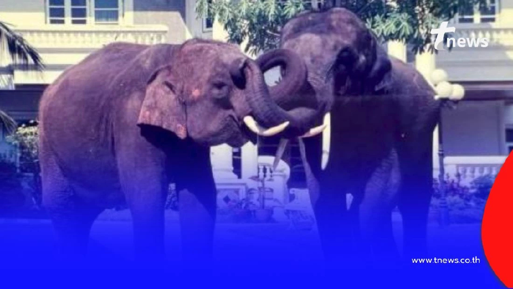 รัฐบาลไทยเดินหน้าเจรจา เตรียมพาช้างกลับบ้าน ใช้ชีวิตบั้นปลายอย่างสงบ ณ ถิ่นกำเนิด
