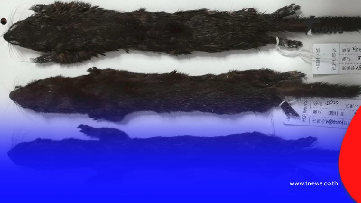 ไม่ใช่พังพอน จีน พบ "เพียงพอน" สายพันธุ์ใหม่ มีลำตัวขนาดเล็ก