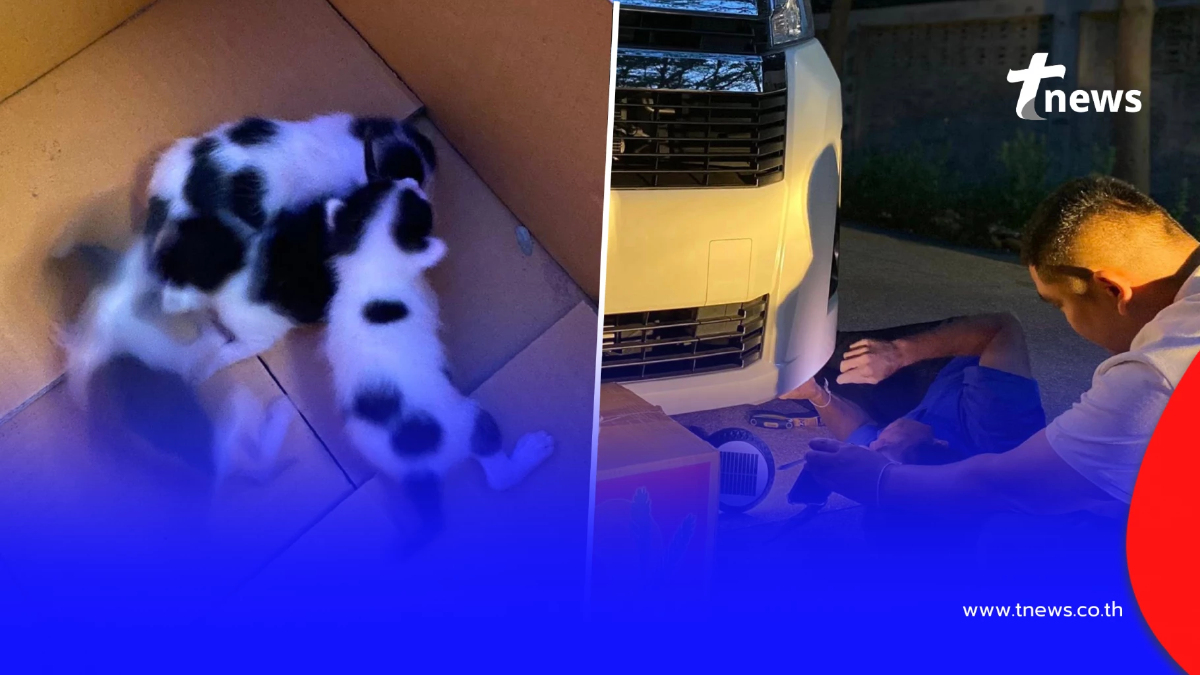 แม่แมวคลอดลูกใต้ท้องรถ "หลวงปู่จื่อ" พระเกจิ ส่องเลขทะเบียน