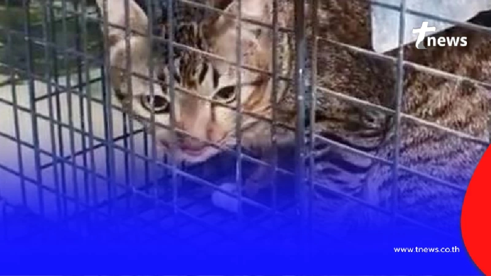 ชะตากรรมล่าสุด แมวที่ขย้ำเจ้าของวัย 83 ปี จนอาการสาหัส