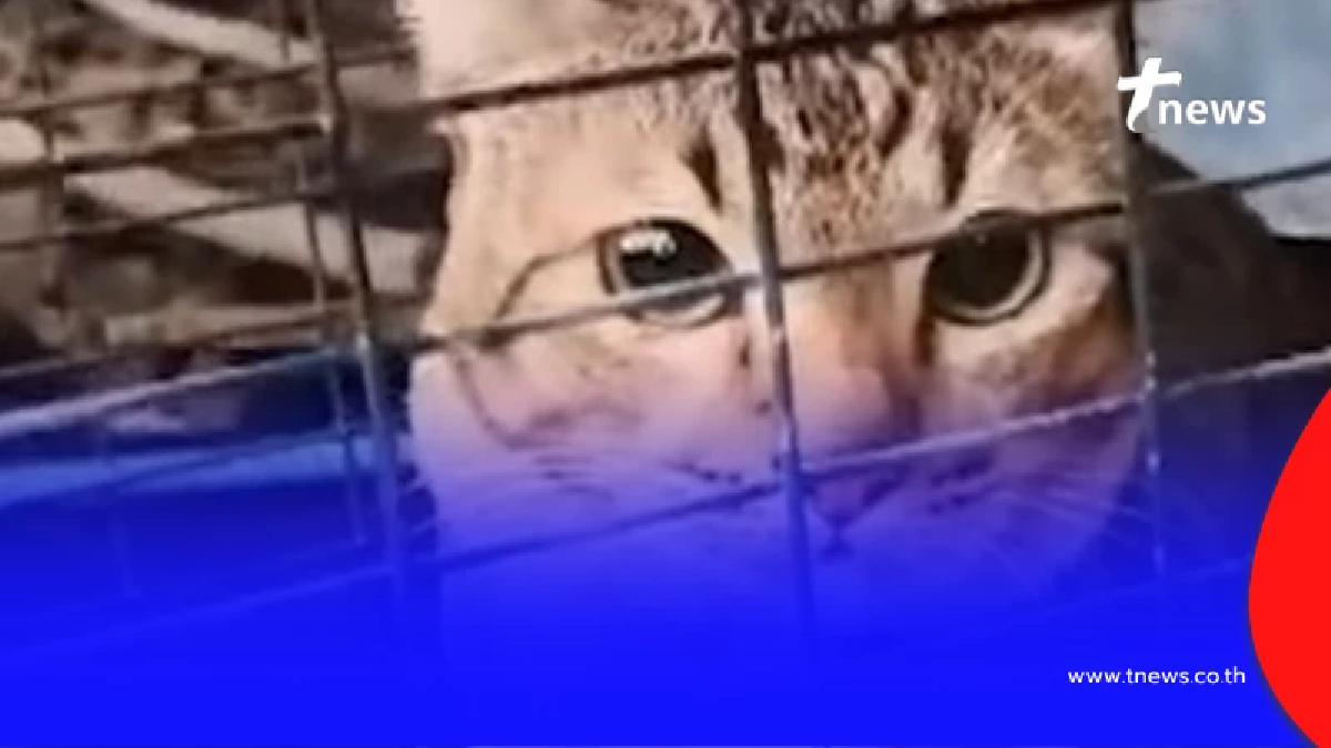 หญิงวัย 83 ปี ถูกแมวที่รักเหมือนลูกขย้ำสาหัส ไม่กล้าเลี้ยงต่อ