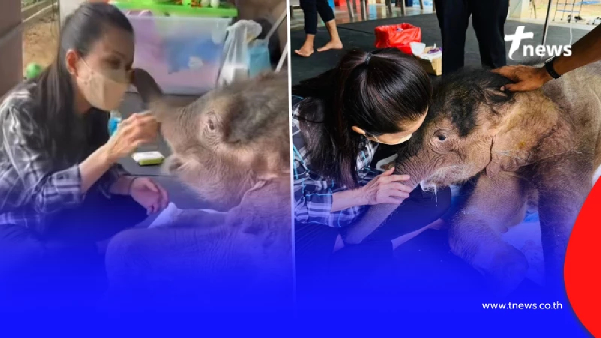 ห่วงหนัก "น้องข้าวต้ม" ล่าสุด ถึงกับบนบานสิ่งศักดิ์สิทธิ์