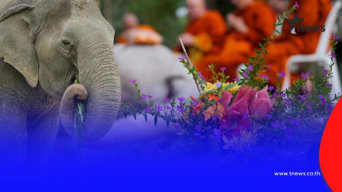 ย้อนชีวิต พังสร้อยฟ้า จากอดีตเจ็บปวด สู่บ้านหลังสุดท้ายของชีวิต