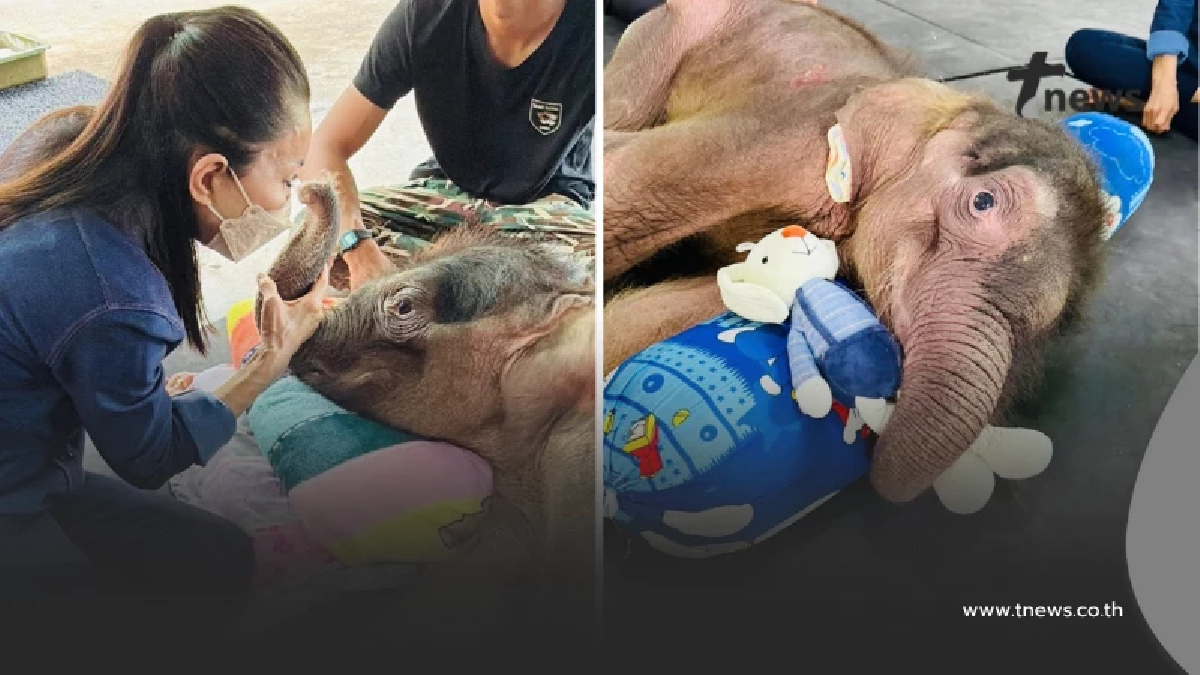 มีข่าวดี อาการล่าสุด "น้องข้าวต้ม" หลังจากให้สเต็มเซลล์