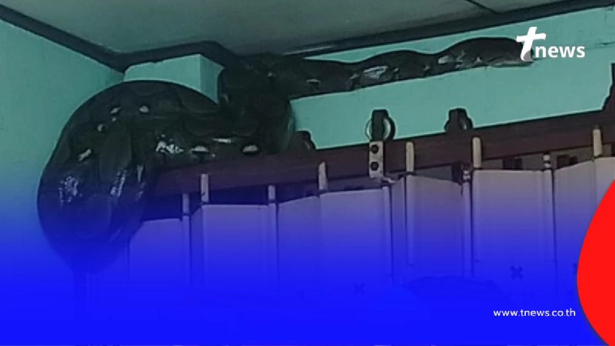 คนกับงูเหลือม ติดน้ำท่วมออกไปไม่ได้ หาดใหญ่ยังอ่วมหนัก