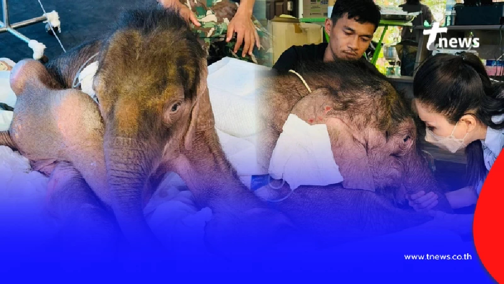 หลวงพ่อส่งสายสิญจน์ คล้องคอ "น้องข้าวต้ม" ให้เป็นสิริมงคล