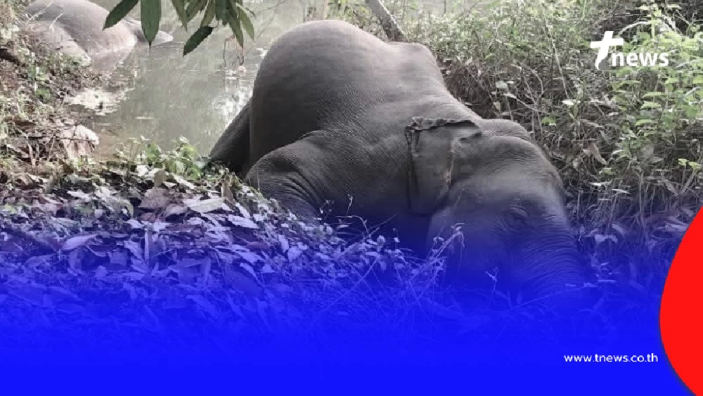 สลดหนัก ช้างป่าเขาคิชฌกูฏ ดับทีเดียว 3 ตัว สาเหตุสะเทือนใจ
