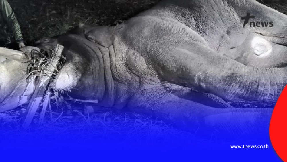 ไม่ละเว้น เอาผิด 2 ข้อหาหนัก ปมช้างป่าเขาคิชฌกูฏถูกไฟช็อตดับ 3 ตัว