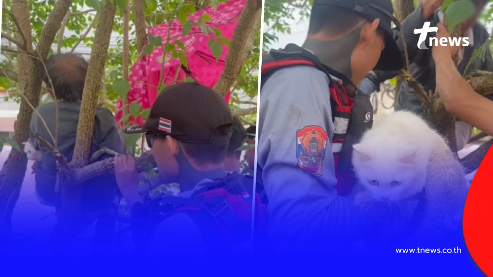 จุกอก คุณยายเกาะต้นไม้ กอดแมวแน่น 3 วันเต็ม ไม่ได้กินข้าว-น้ำ