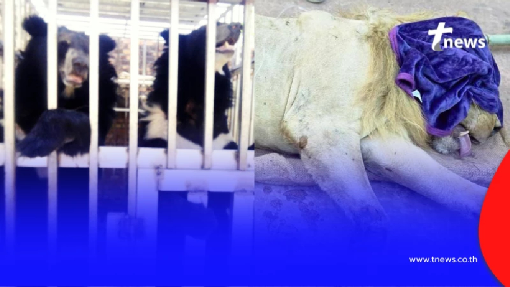 ชะตากรรมล่าสุด สิงโต - หมีควาย ที่ตรวจยึดได้จากกาสิโนในชายแดน