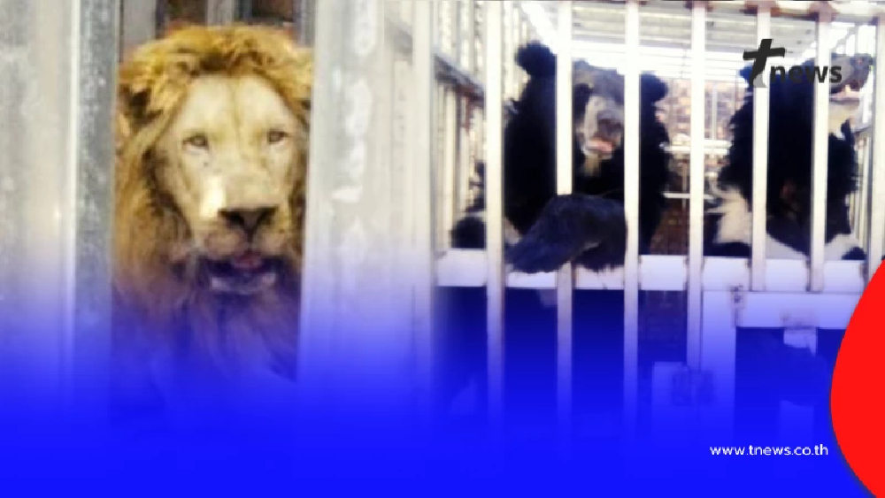 หดหู่หนัก สภาพ 5 หมี-สิงโต ถูกทิ้งคาบ่อนเขมร แววตายิ่งเจ็บปวดใจ