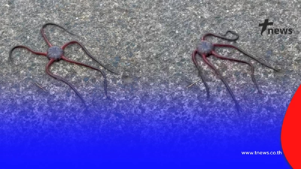 เปิดโลก หนุ่มเจอตัวประหลาดใช้หนวดเดิน ไม่เคยเห็นแบบนี้มาก่อน