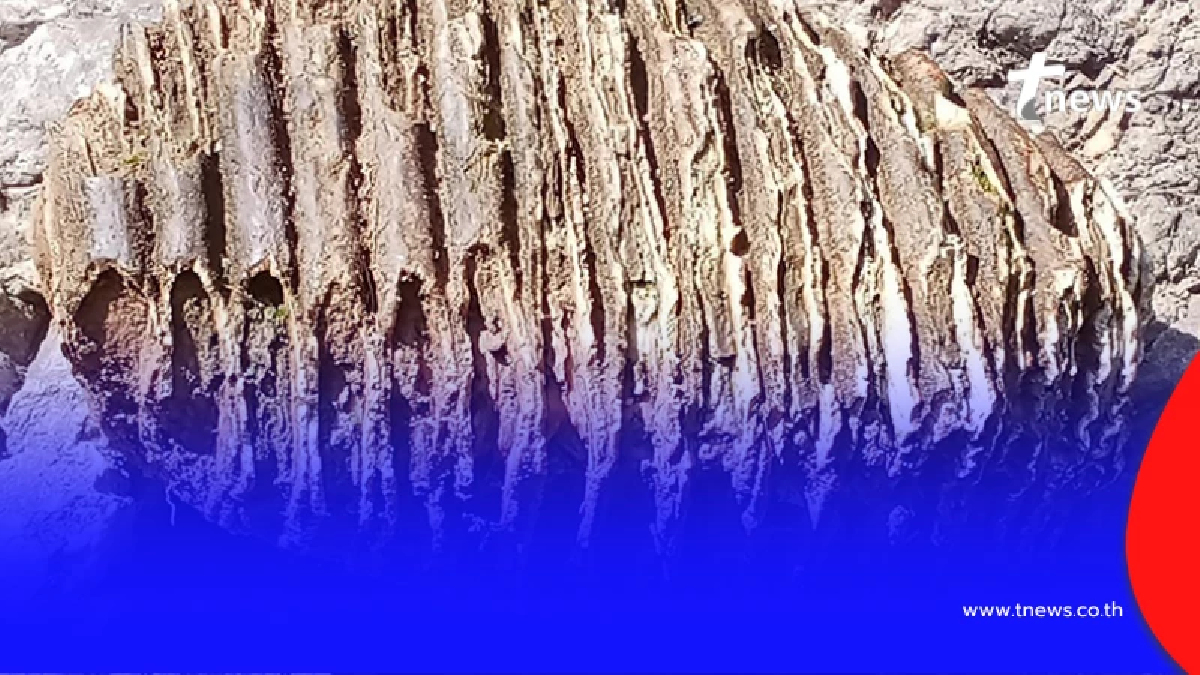 หนุ่มเจอกระดูกรูปร่างไม่คุ้นตาที่ น้ำตก จ.พะเยา ผู้รู้มาเฉลย