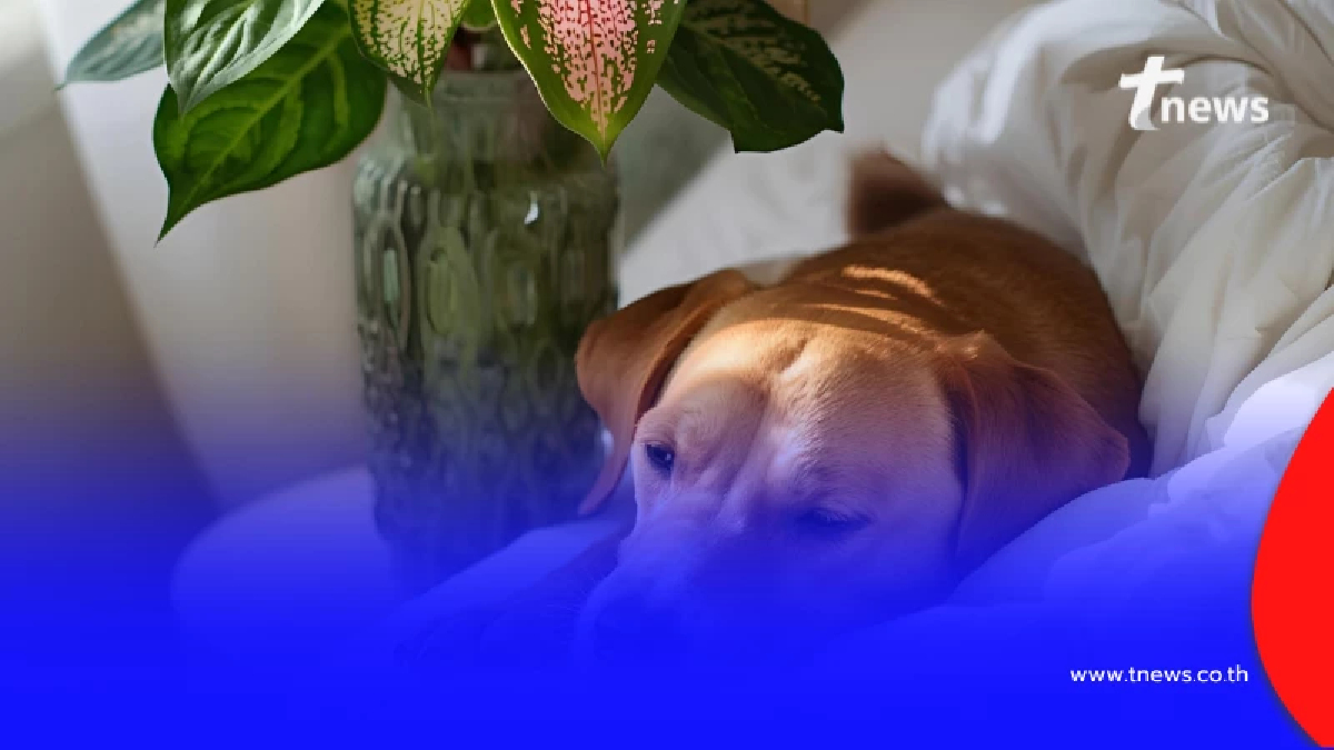 6 จุดอันตราย ในบ้าน ที่ไม่ควรวางต้นไม้ เพราะอะไร วันนี้มีคำตอบ