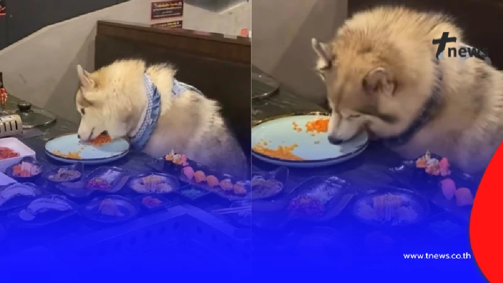 ร้านดังโพสต์แล้ว ดราม่าหมานั่งกินบุฟเฟต์ งานนี้คนดังมาเพียบ