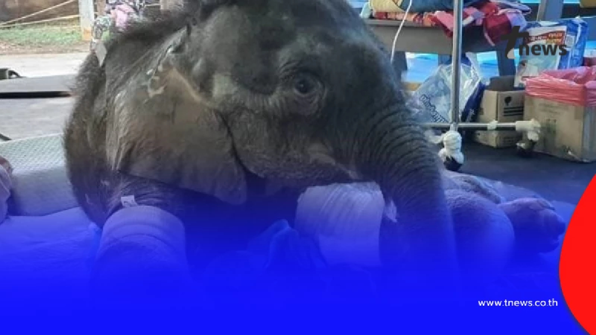 เปิดอาการล่าสุด "น้องข้าวต้ม" ดีขึ้นมาก ลุกนั่งได้เองแล้ว