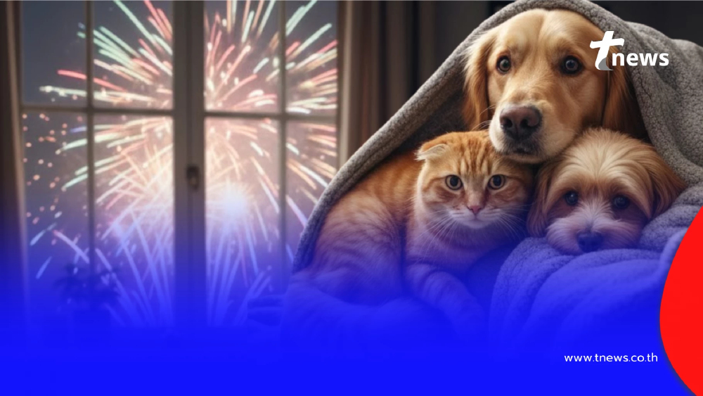 ทาสเตรียมความพร้อม 4 วิธีดูแลหมา-แมว ตกใจเสียงพลุปีใหม่