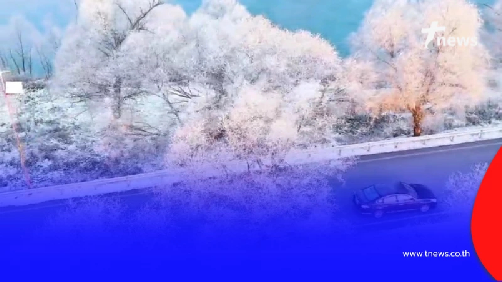 ต้นไม้น้ำค้างแข็ง แสงระยิบระยับยามเช้า ดุจฉากในเทพนิยาย