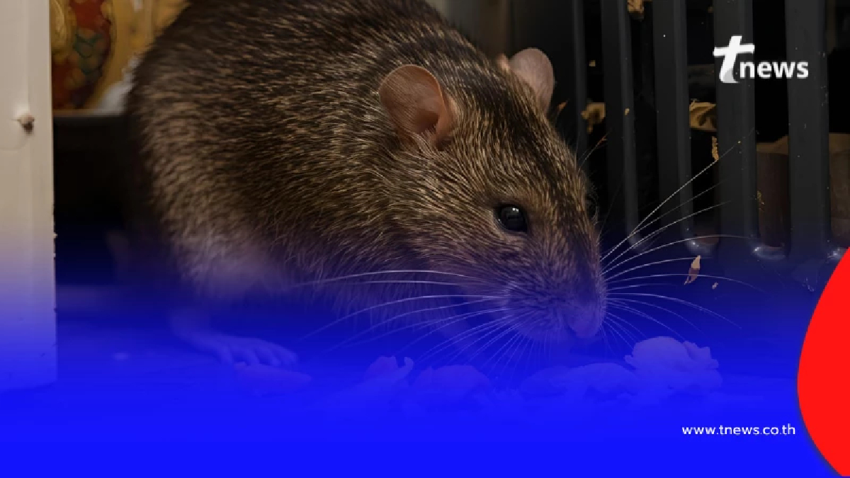 เคลียร์บ้านด้วย 3 เครื่องเทศกลิ่นฉุนที่ จมูกหนู ทนไม่ได้