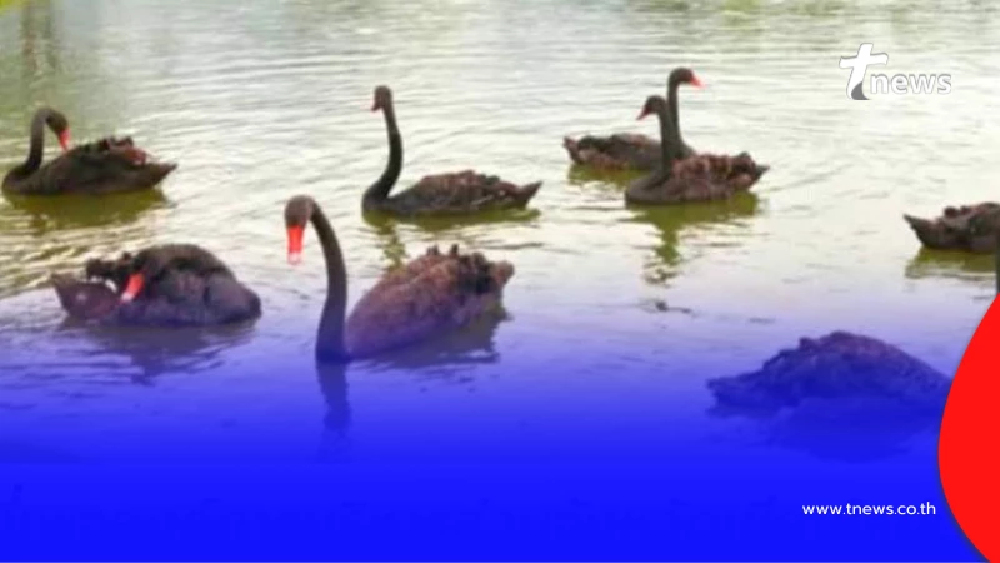 หงส์ดำอบจ.เชียงใหม่หาย 4 ตัว พบแล้ว 2 หาอีก 2 หวั่นใจกลัวคนจับไป