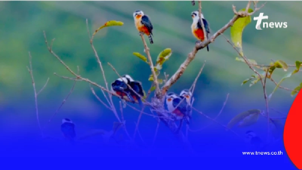 ช่างภาพจีนตะลึง จับภาพ เหยี่ยวแมลงปอขาแดง 17 ตัวในเฟรมเดียว