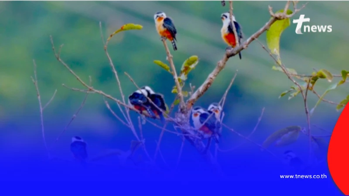 ช่างภาพจีนตะลึง จับภาพ เหยี่ยวแมลงปอขาแดง 17 ตัวในเฟรมเดียว