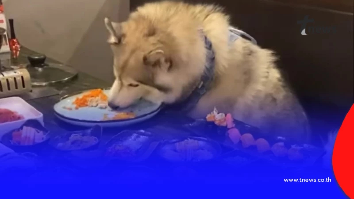 แจงดราม่า น้องหมานั่งกินบุฟเฟต์กับคน ขอความเป็นธรรมกับทางร้าน