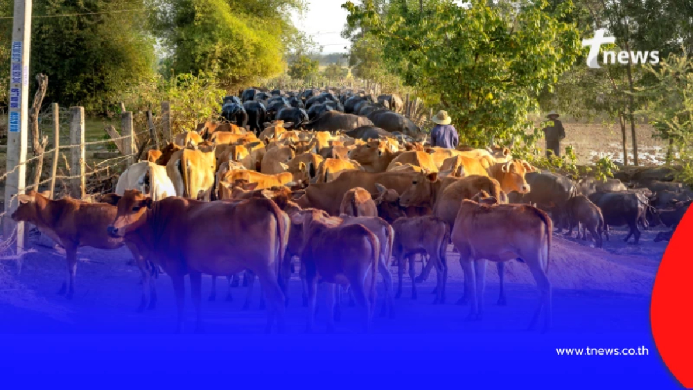 ยอดพุ่งทะลุ 6 ล้านตัว สัตว์เลี้ยงในพื้นที่ขัดแย้ง พร้อมแผนเยียวยา