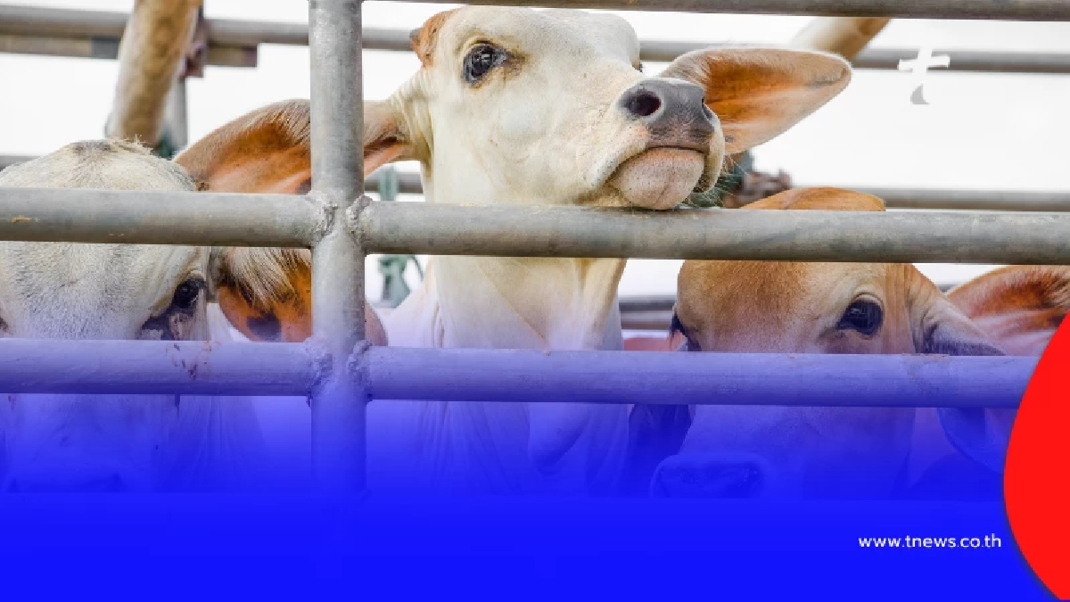 รัฐบาลเร่งช่วยเกษตรกร อพยพสัตว์เลี้ยงกว่า 5 ล้านตัว หนีภัยปะทะชายแดนไทย-กัมพูชา