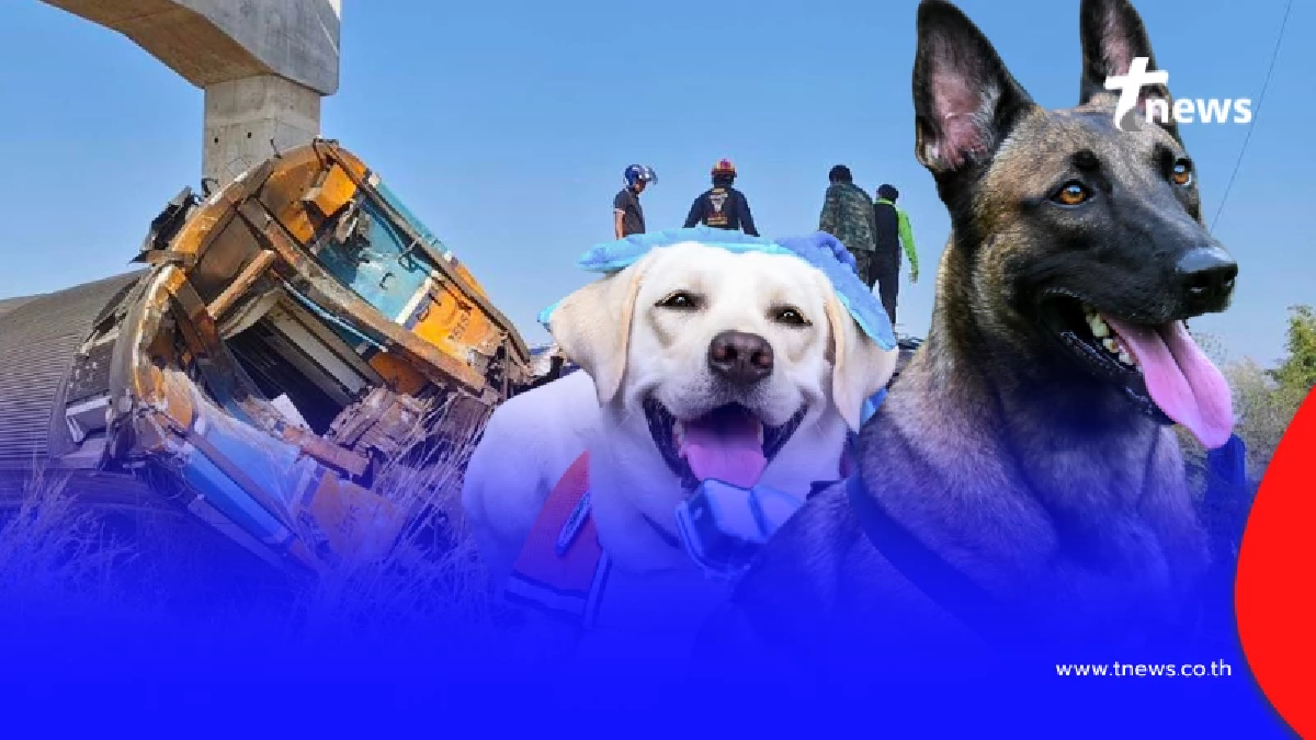 มาแล้ว K9 สีนวล K9 นารี มุ่งหน้าลงพื้นที่เหตุเครนถล่มทับรถไฟ