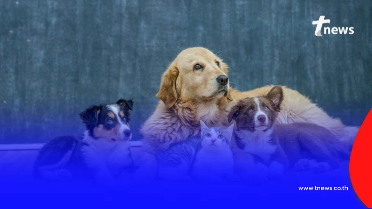 กทม. ส่งหน่วยเคลื่อนที่บุก 50 เขต ฉีดฝังไมโครชิป จดทะเบียนสัตว์เลี้ยง