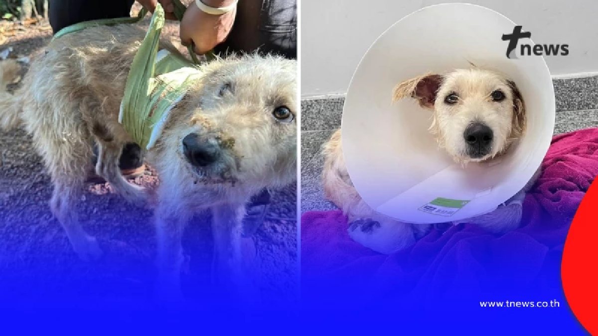 อาการล่าสุด "น้องบังเกอร์" เข้ารับการผ่าตัด หลังโดนสะเก็ดระเบิด