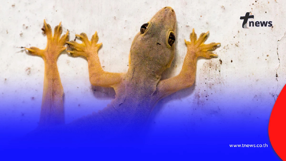 เปิดตำราทำนาย “สัตว์ตกใส่” ลางดีลางร้าย ดูได้ทุกตำแหน่ง