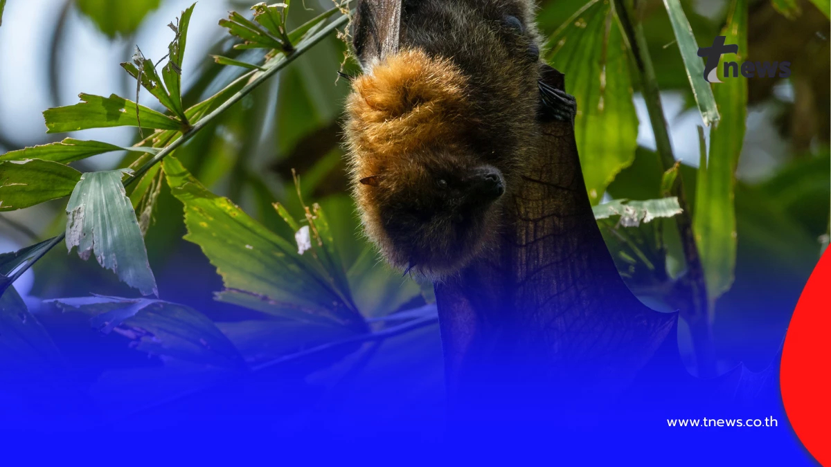 ไทยปลอดผู้ติดเชื้อ “ไวรัสนิปาห์” หลังอินเดียพบการระบาด