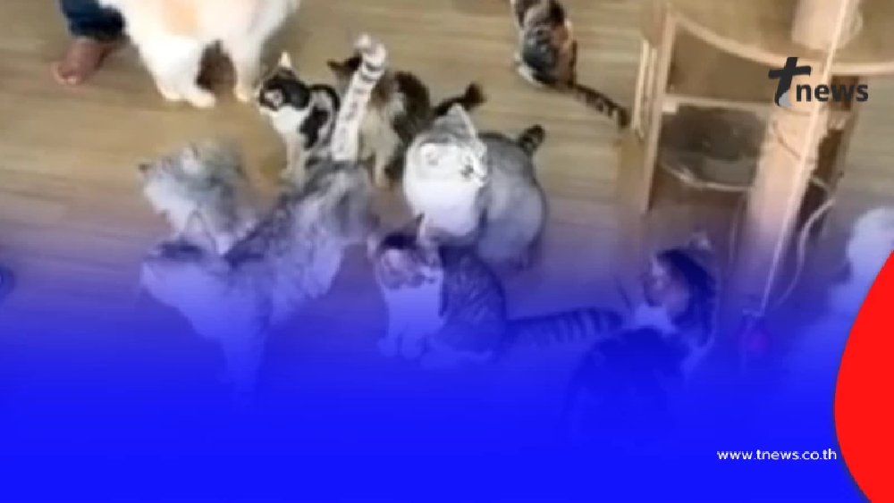 เจ้าของร้านแจงแล้ว ปมคาเฟ่แมวฉาว แฉทารุณสัตว์-ป่วยไม่รักษา